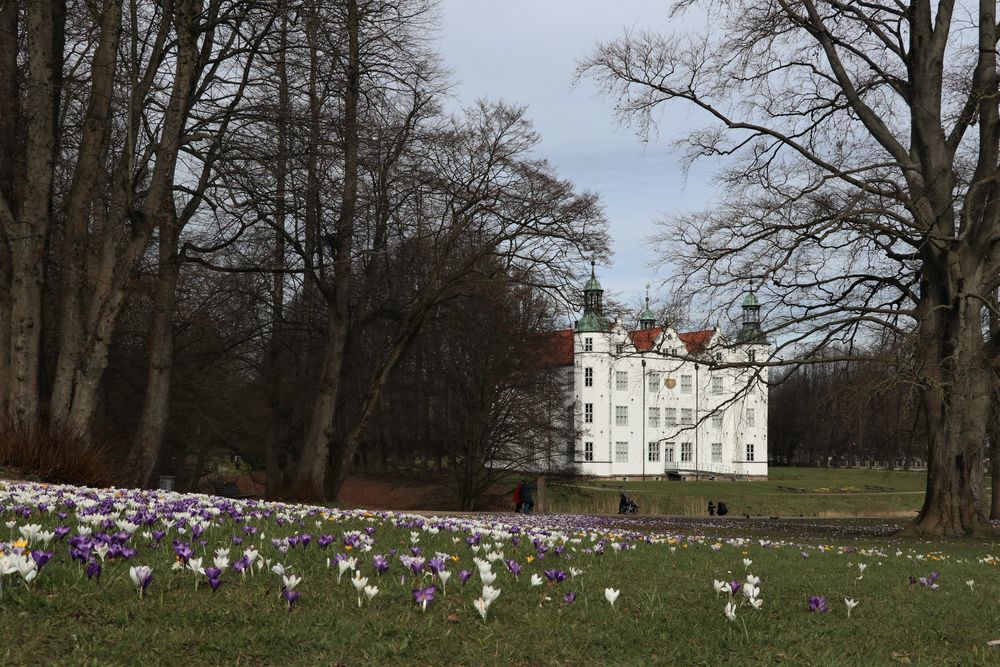 Krokusblüte am Schloss