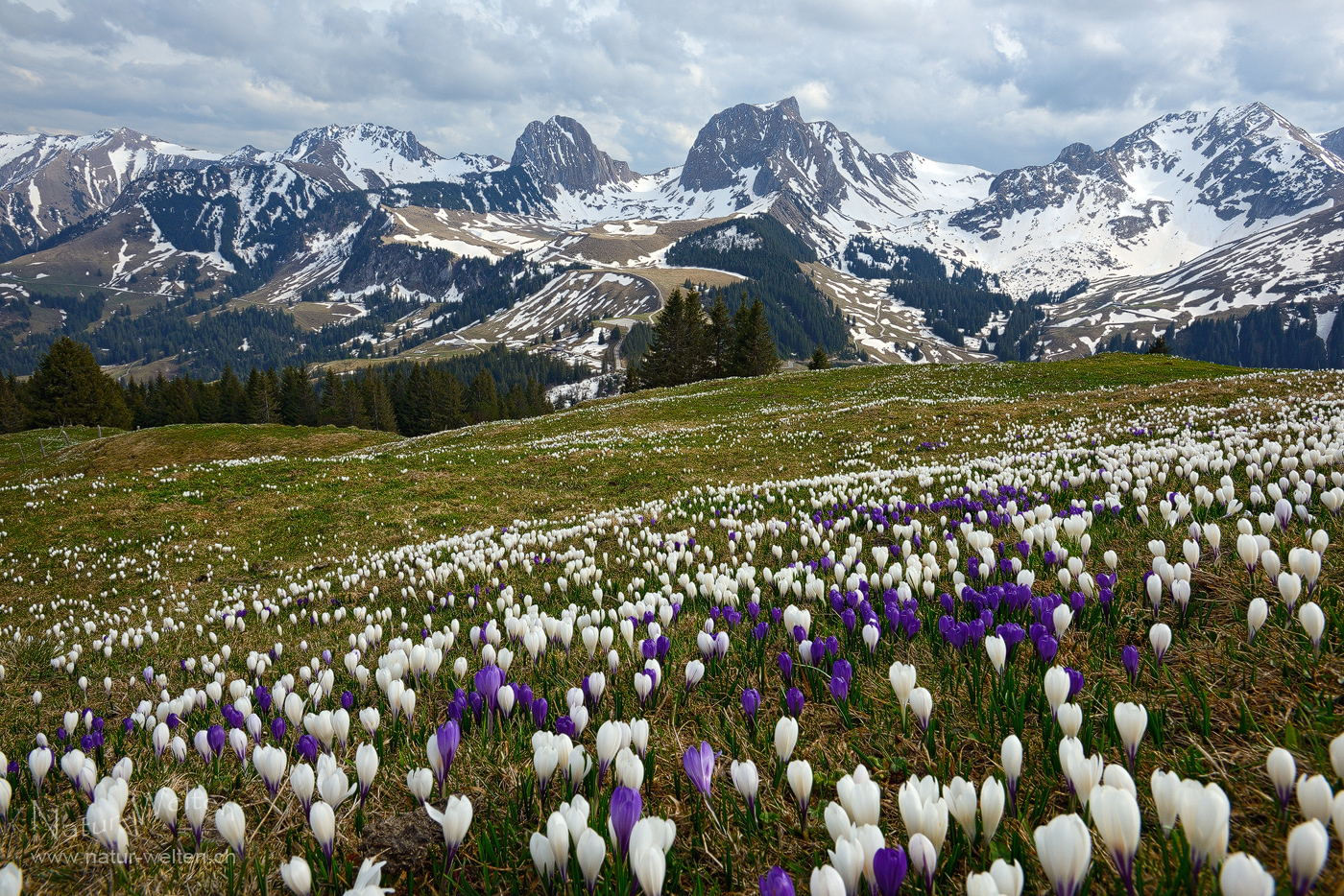 Krokusblüte am Selibüel