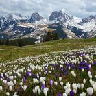 Krokusblüte am Selibüel