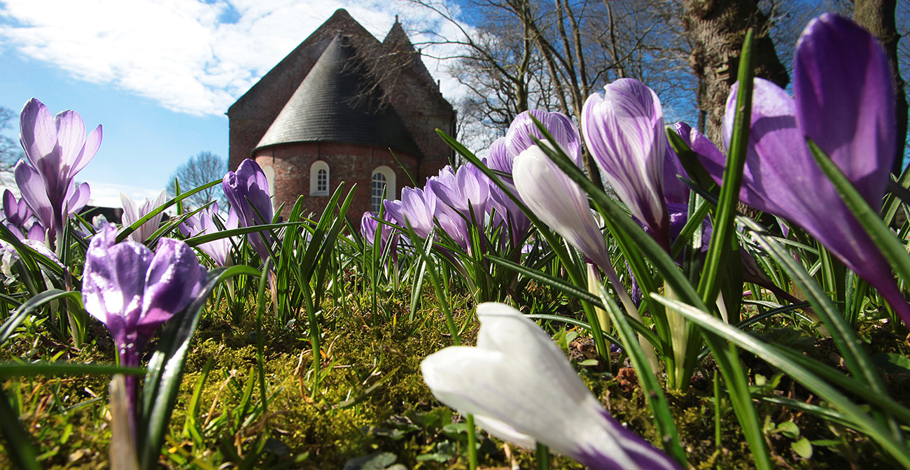 Krokusblüte an der Backemoorer Kirche