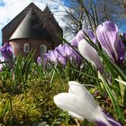 Krokusblüte an der Backemoorer Kirche