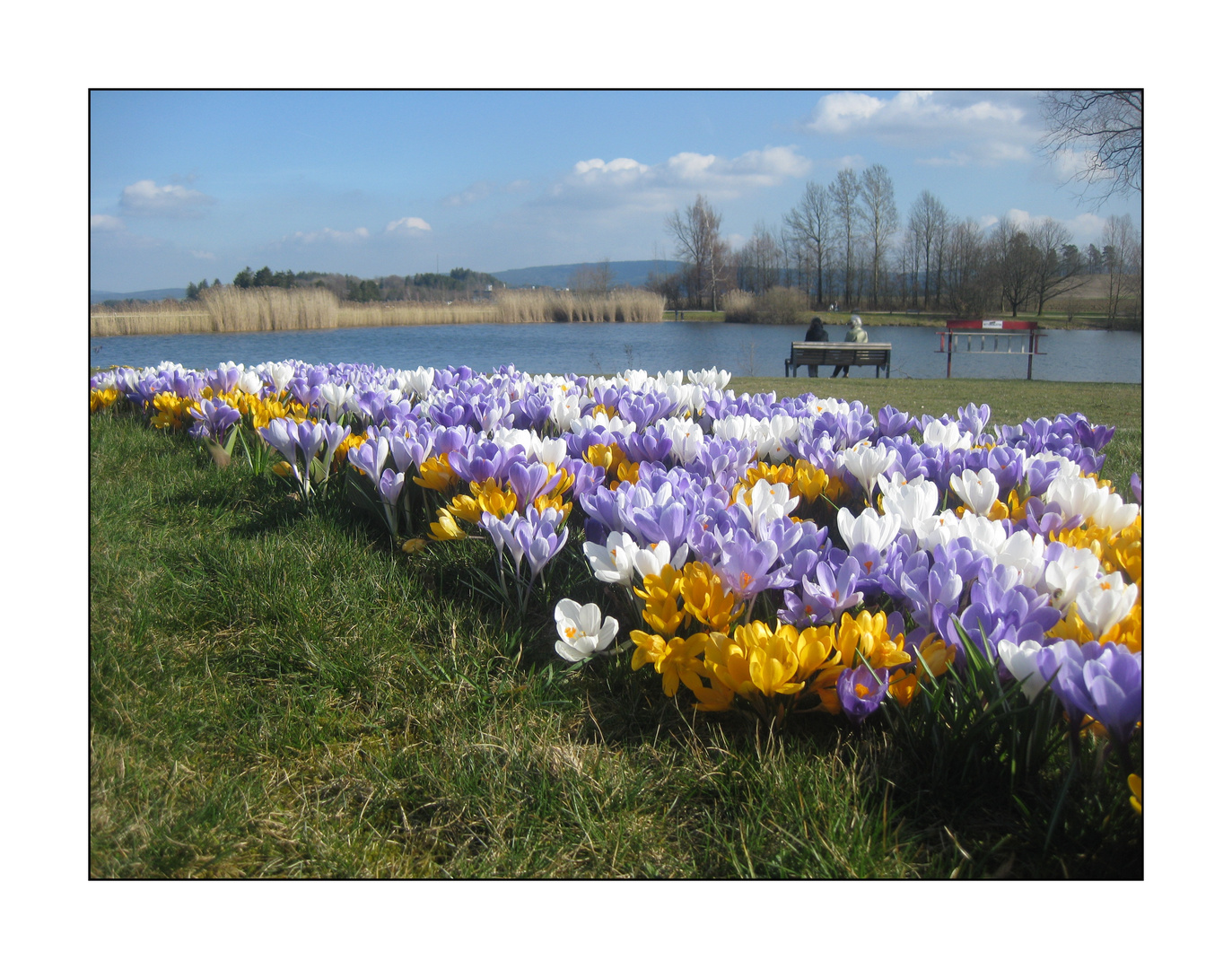 Krokusblüte an der Hinteren Höhe