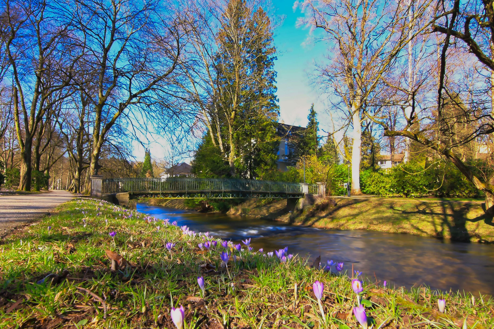 Krokusblüte an der Oos bei Baden-Baden