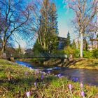 Krokusblüte an der Oos bei Baden-Baden