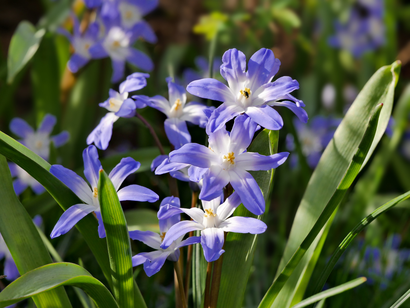 Krokusblüte Anfang März in der Trierer Nordallee