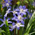 Krokusblüte Anfang März in der Trierer Nordallee