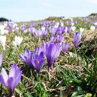 Krokusblüte auf dem Heuberg