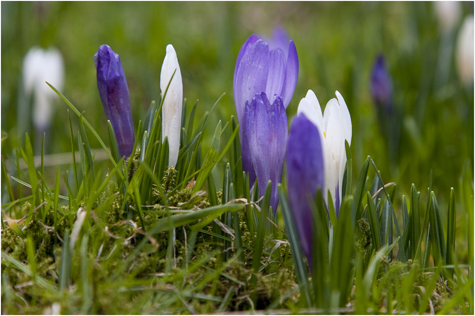 Krokusblüte auf dem Heuberg