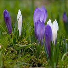 Krokusblüte auf dem Heuberg