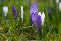 Krokusblüte auf dem Heuberg