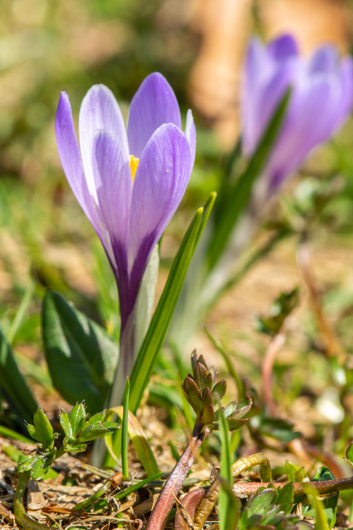 Krokusblüte auf dem Hündle 1