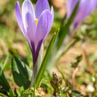 Krokusblüte auf dem Hündle 1