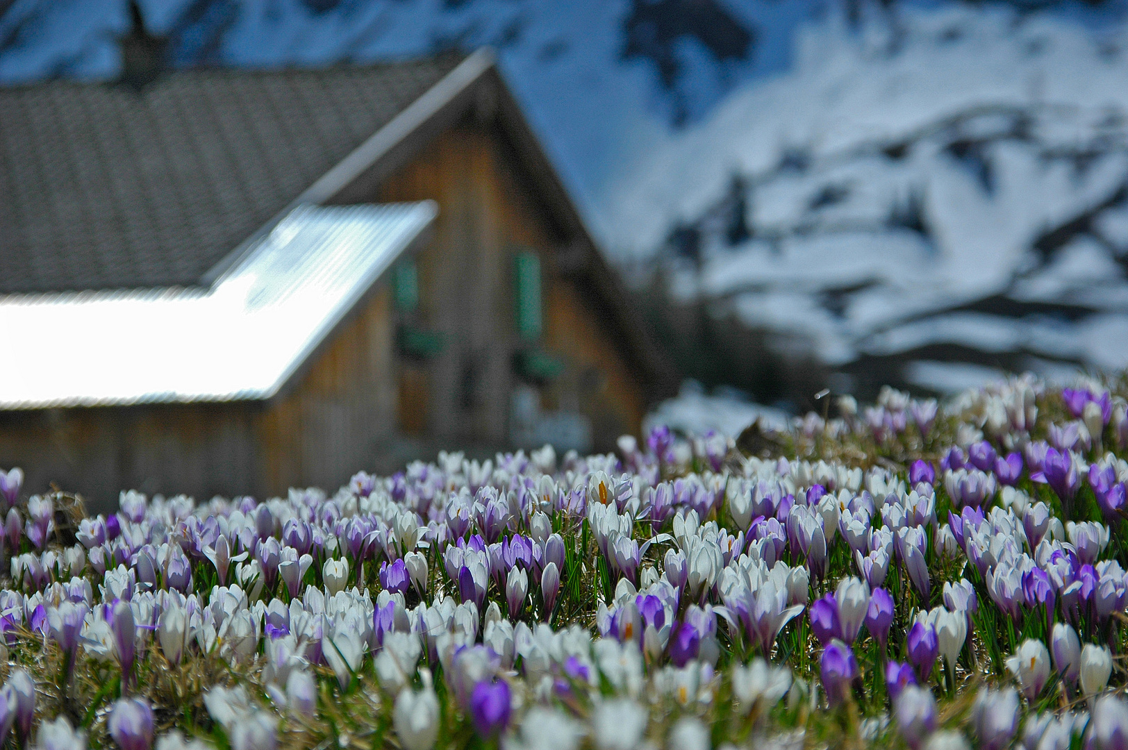 Krokusblüte auf der Alm