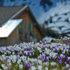 Krokusblüte auf der Alm