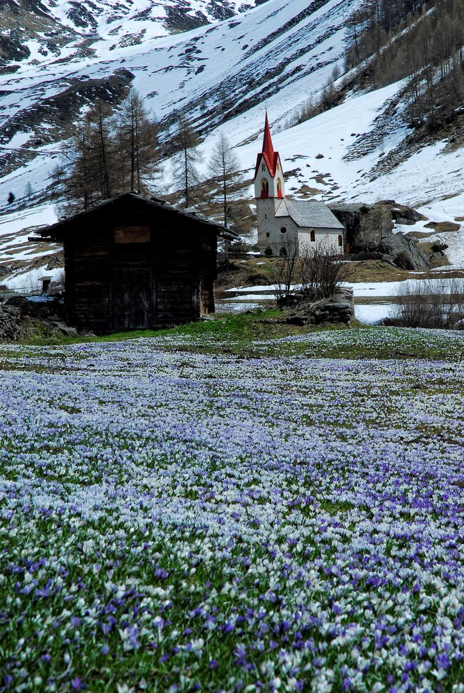 Krokusblüte