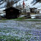 Krokusblüte