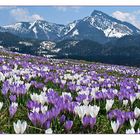 Krokusblüte bei den Daffner Almen