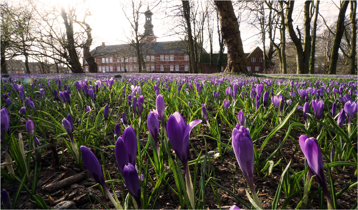 Krokusblüte beim "Schloss vor Husum"