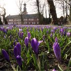 Krokusblüte beim "Schloss vor Husum"