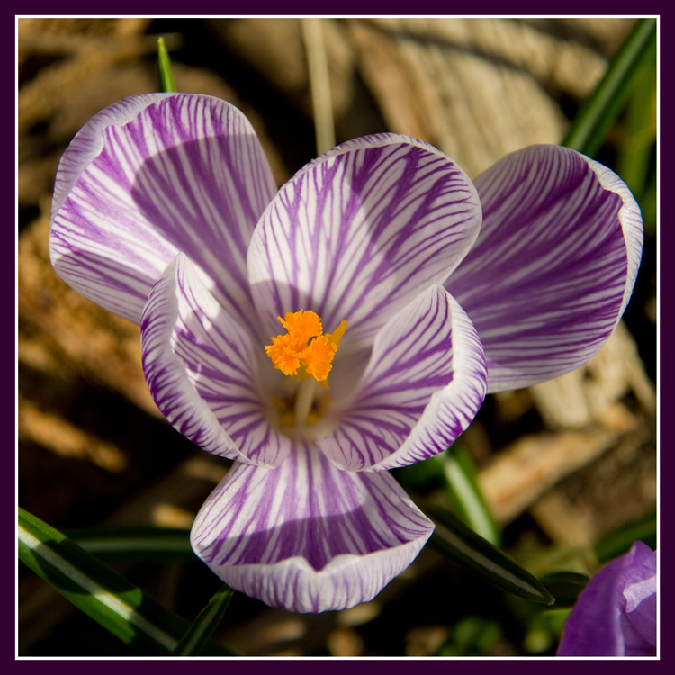 Krokusblüte