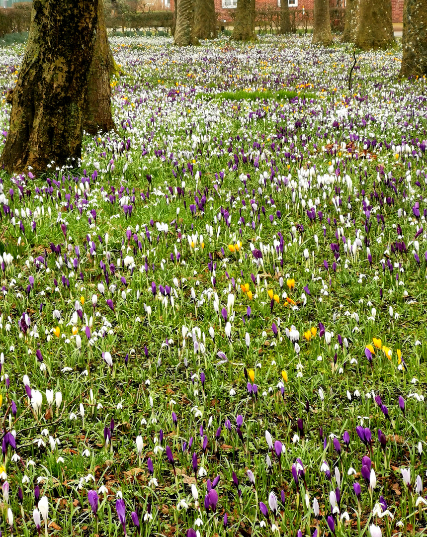 Krokusblüte...