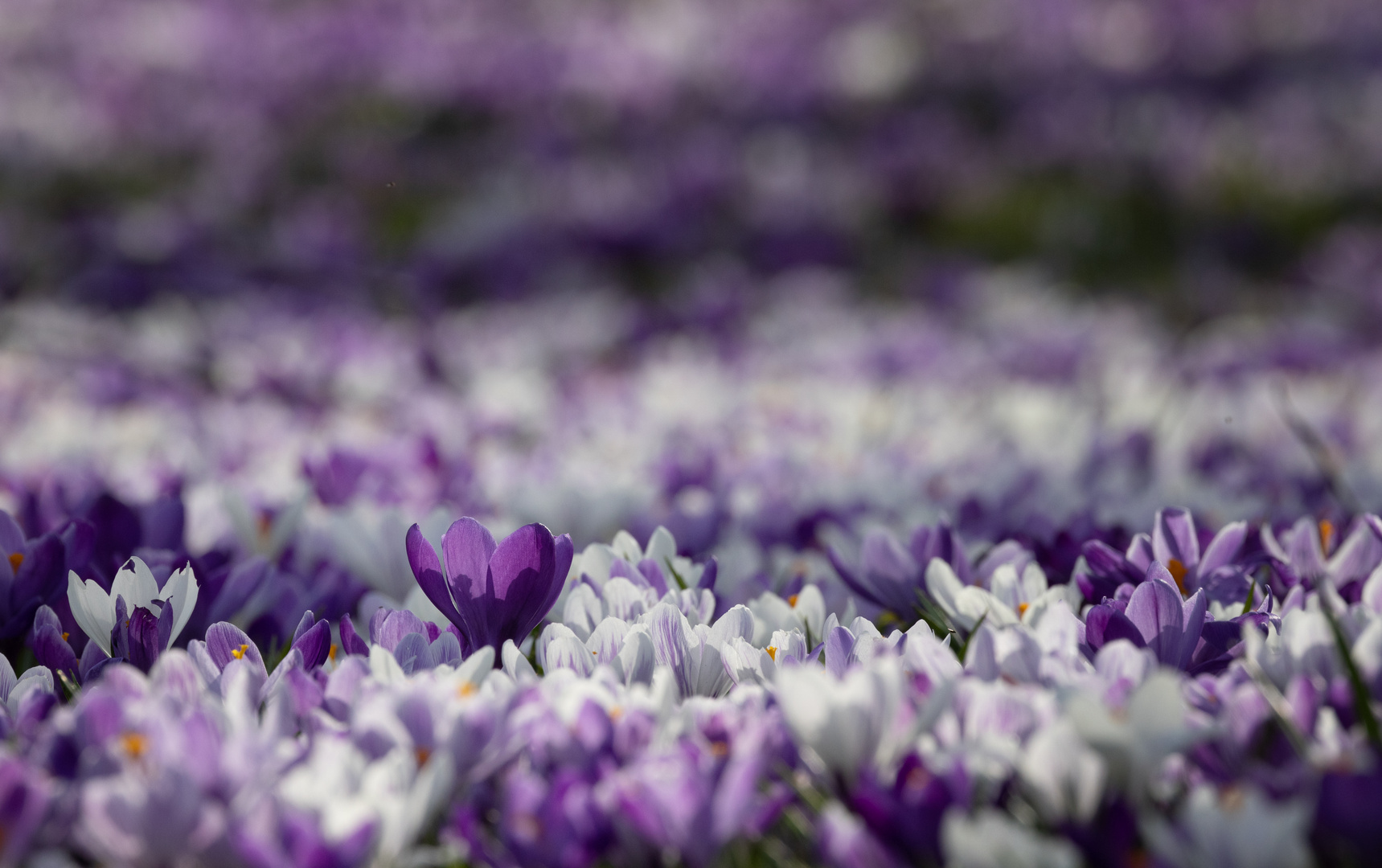 Krokusblüte 