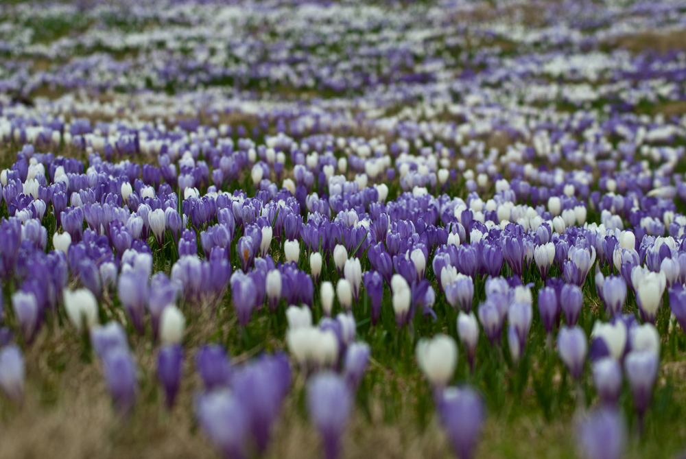 Krokusblüte