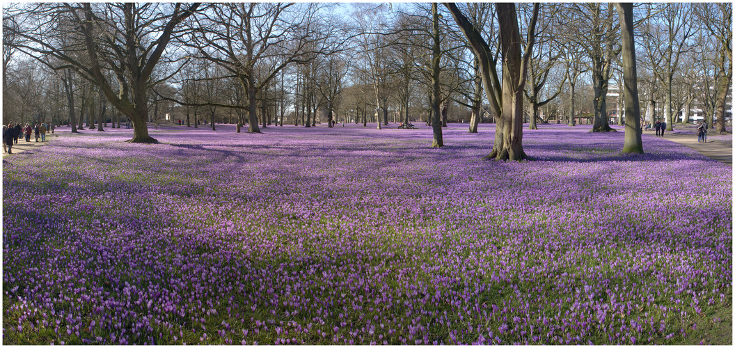 Krokusblüte