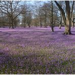 Krokusblüte