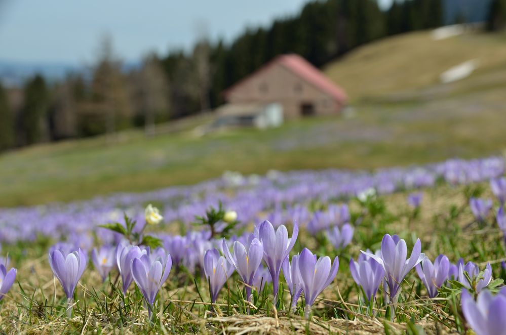 Krokusblüte