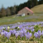 Krokusblüte