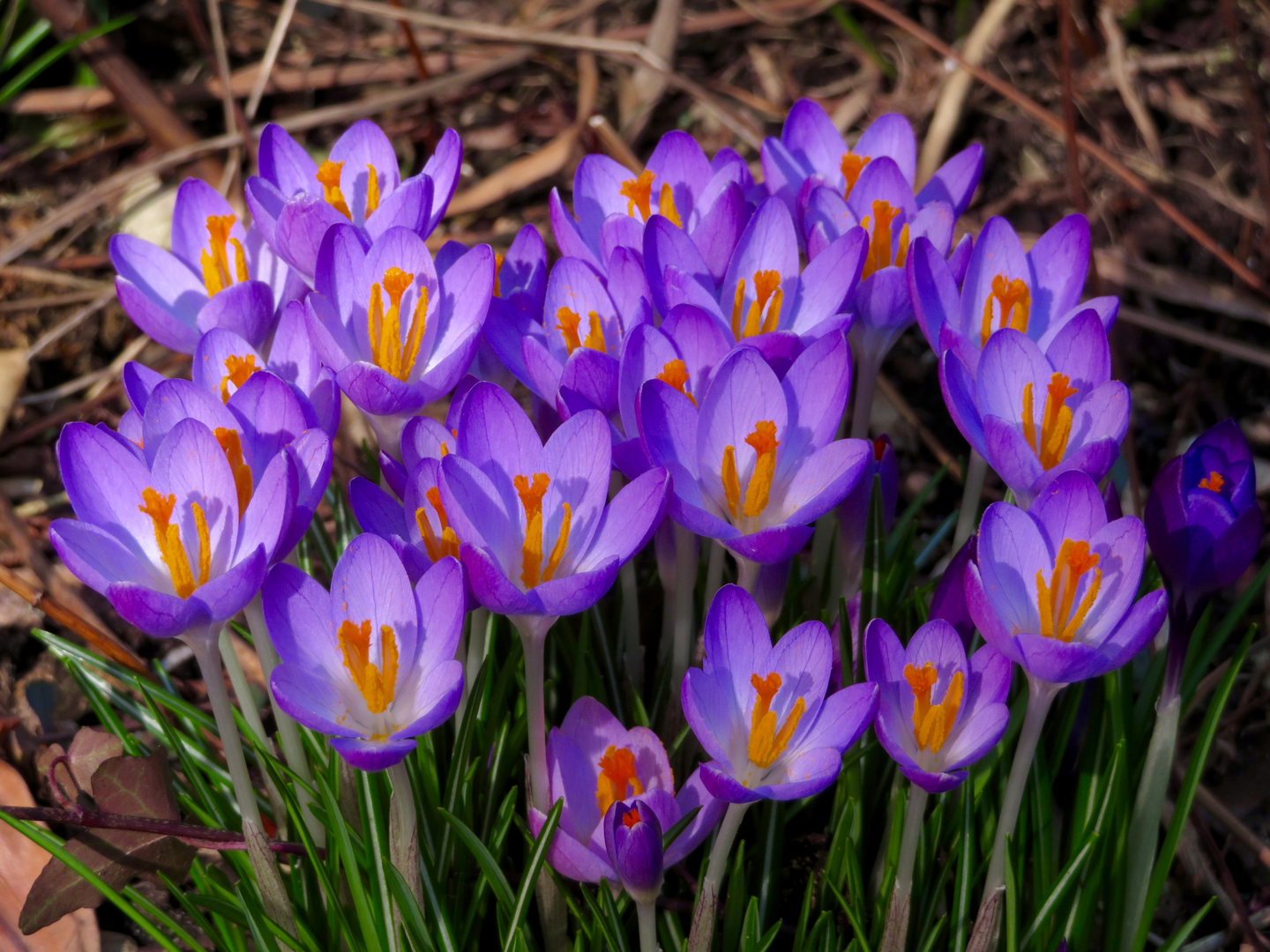 Krokusblüte