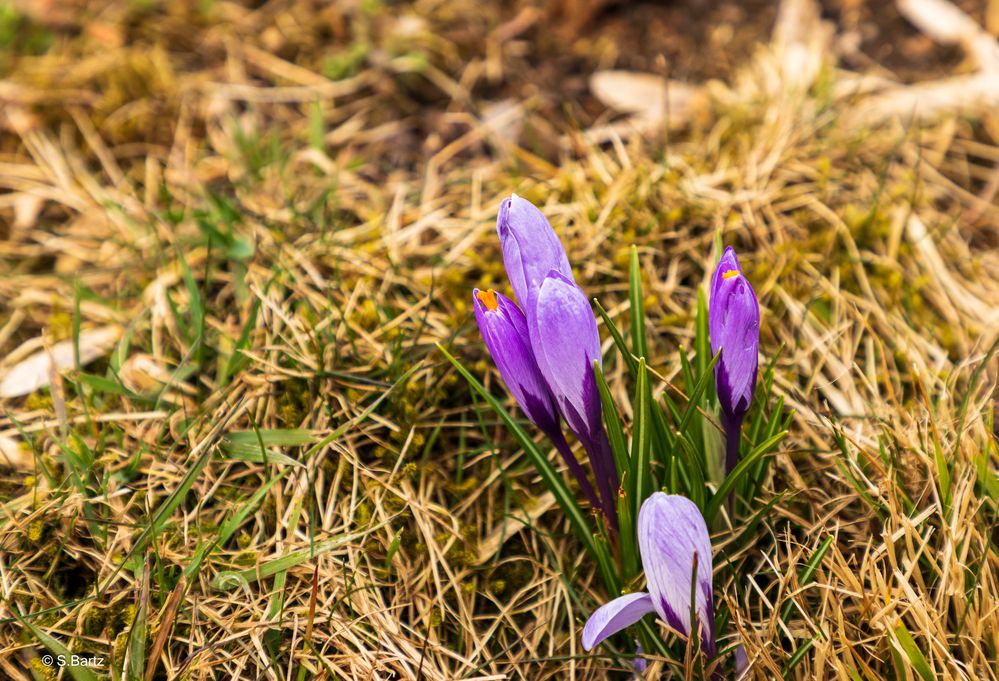 Krokusblüte - Drebach - Erzgebirge 2022  (1)