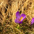 Krokusblüte - Drebach - Erzgebirge 2022  (3)