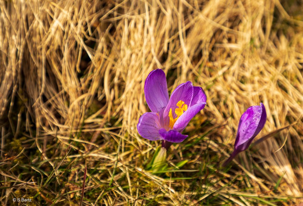 Krokusblüte - Drebach - Erzgebirge 2022  (3)