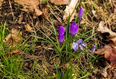 Krokusblüte - Drebach - Erzgebirge 2022  (4)