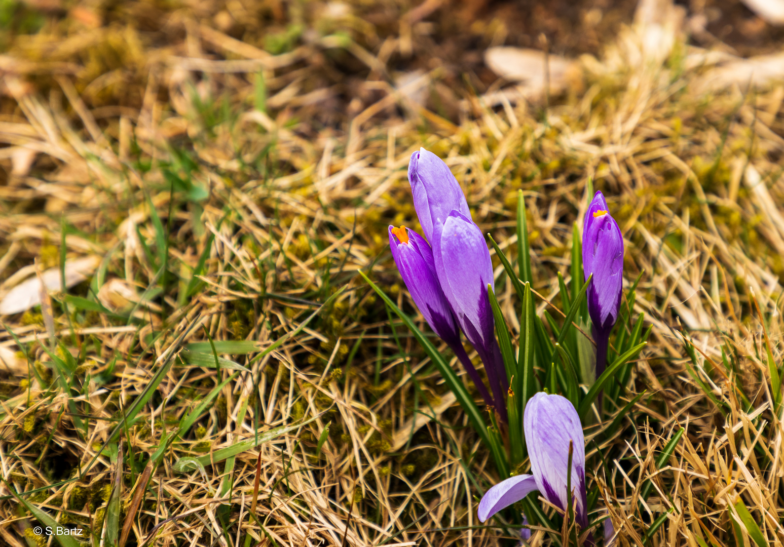 Krokusblüte - Drebach - Erzgebirge 2022  (5)