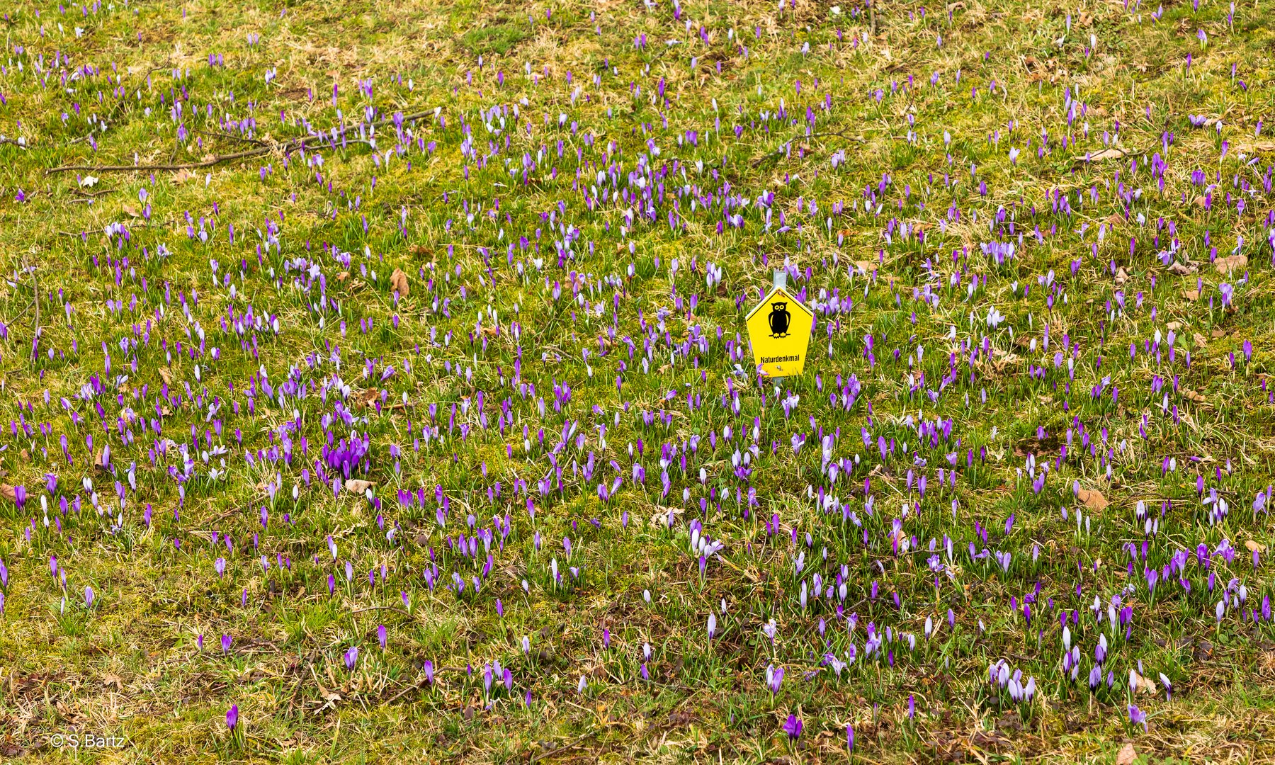 Krokusblüte - Drebach - Erzgebirge 2022  (6)