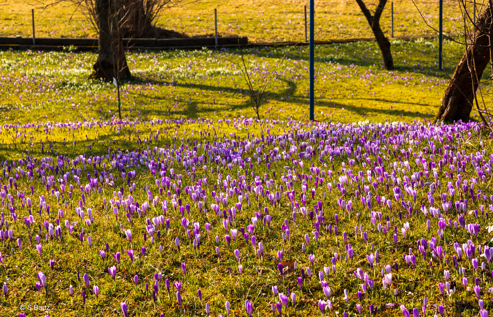 Krokusblüte - Drebach - Erzgebirge 2022  (7)