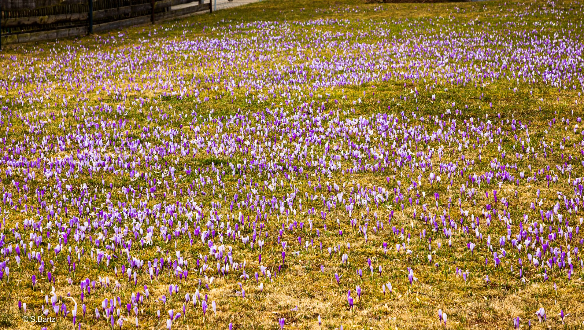 Krokusblüte - Drebach - Erzgebirge 2022  (8)