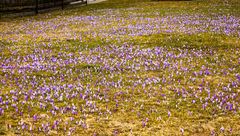 Krokusblüte - Drebach - Erzgebirge 2022  (8)