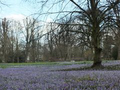 Krokusblüte