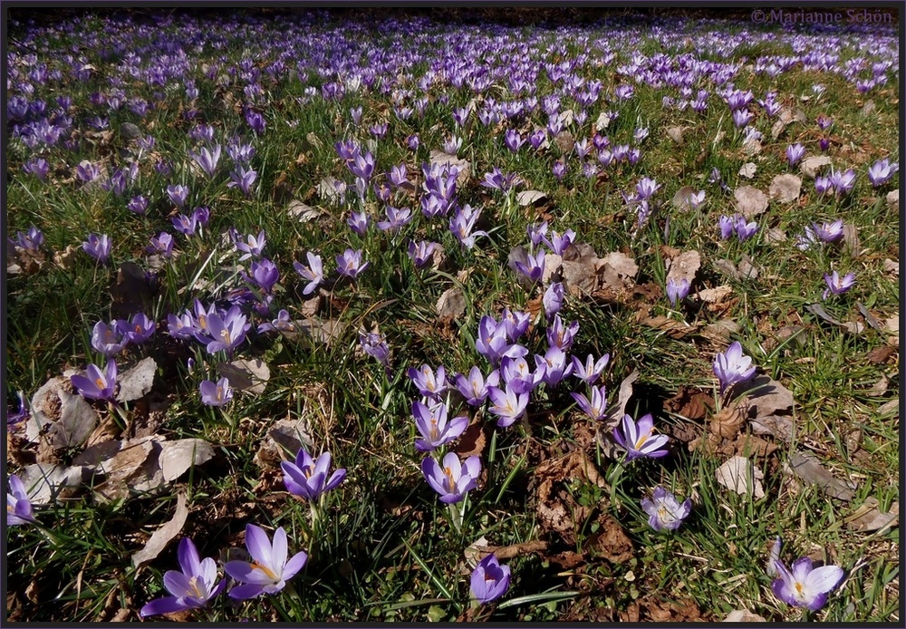 Krokusblüte