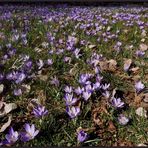 Krokusblüte