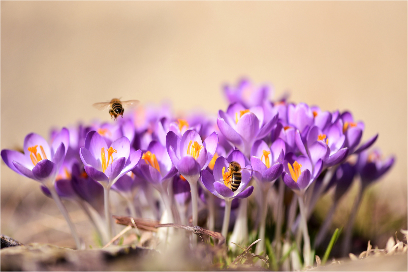 Krokusblüte