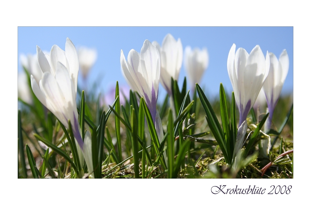 Krokusblüte