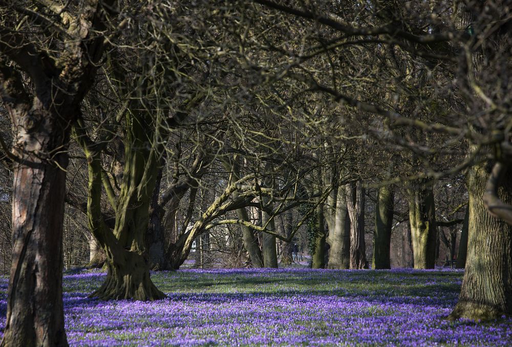 Krokusblüte