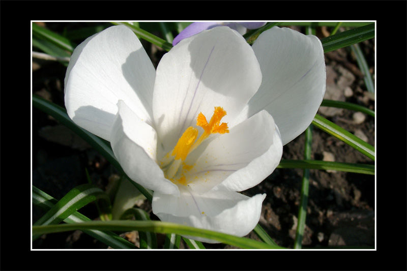 Krokusblüte