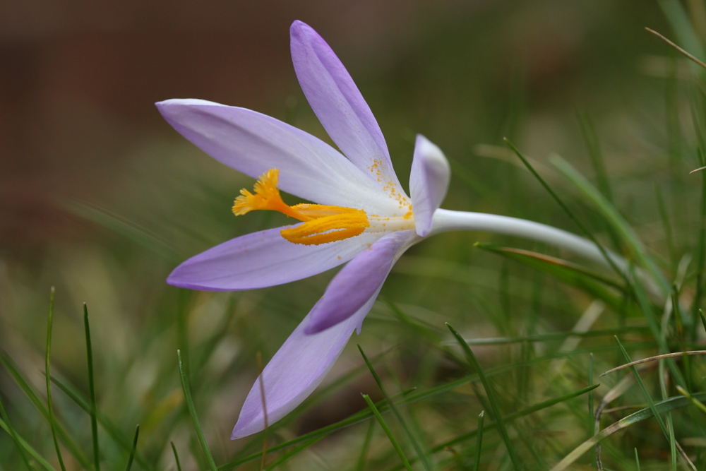 Krokusblüte