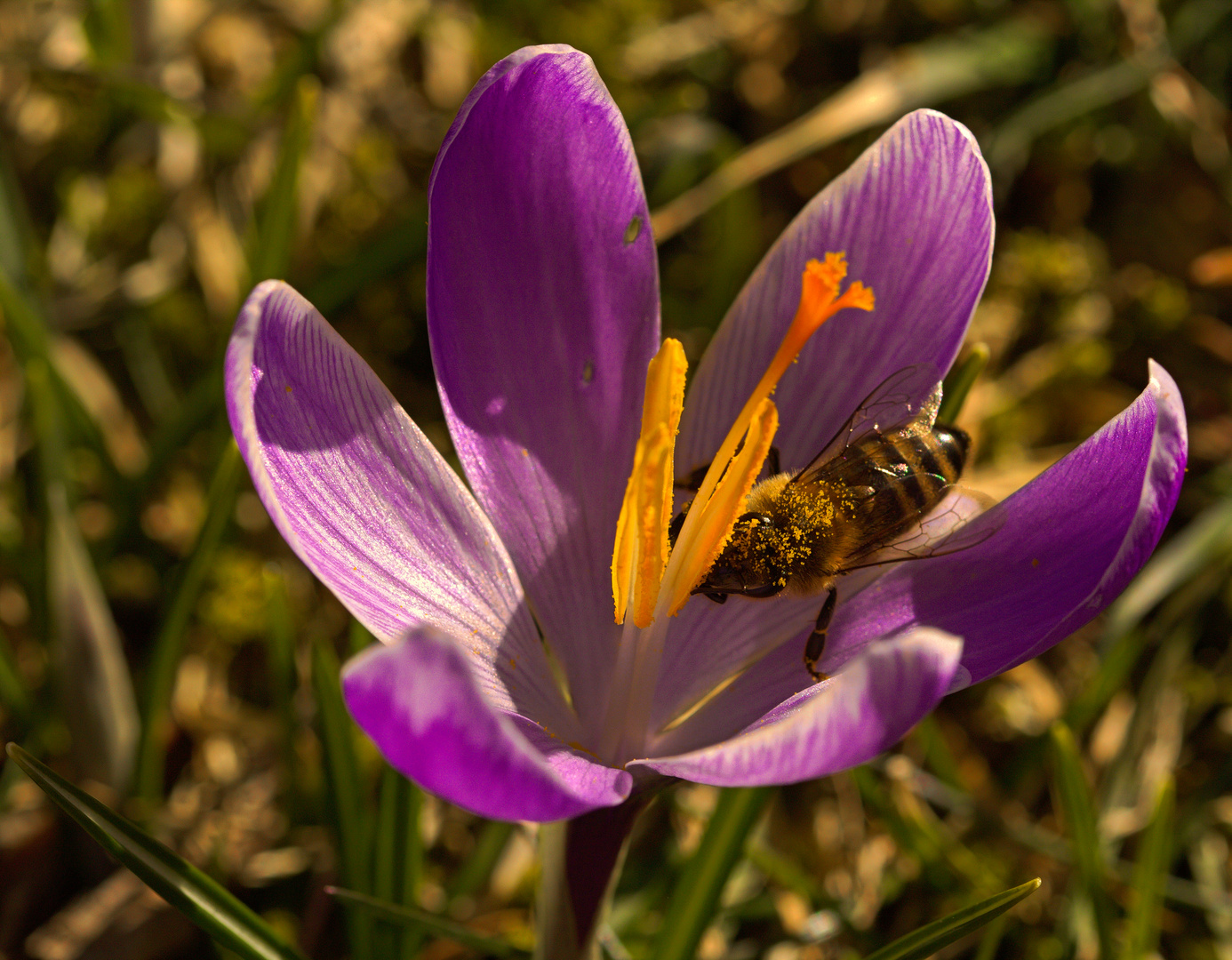 Krokusblüte